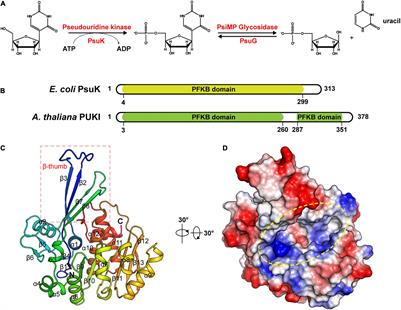 Structure Characterization of Escherichia coli Pseudouridine Kinase PsuK